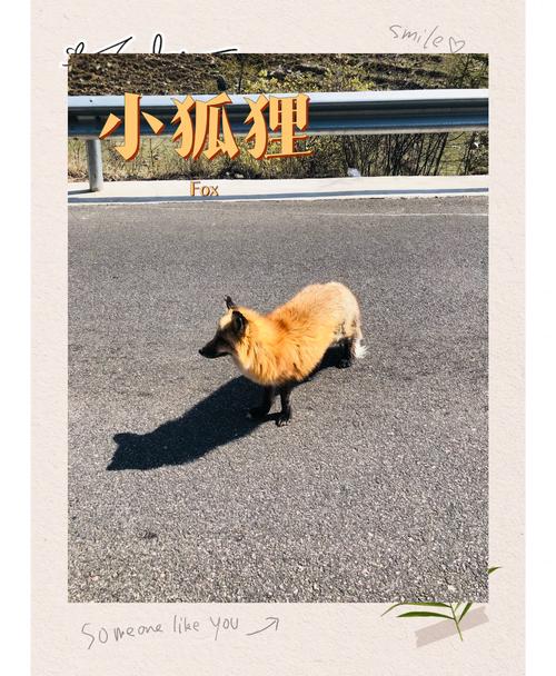 2021小狐狸回家地址