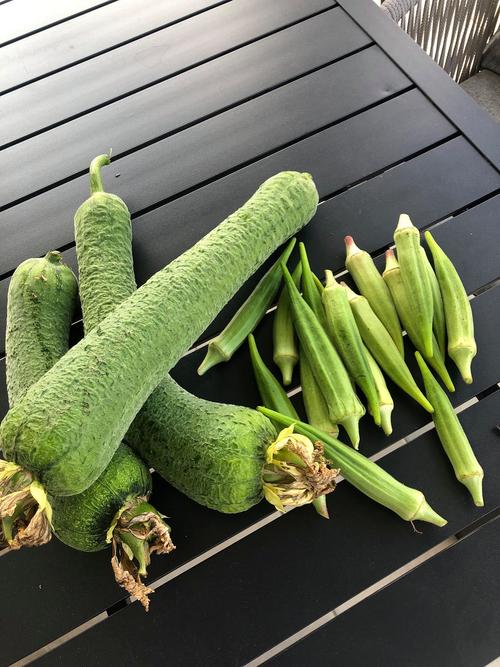 丝瓜黄瓜草莓茄子向日葵秋葵安卓