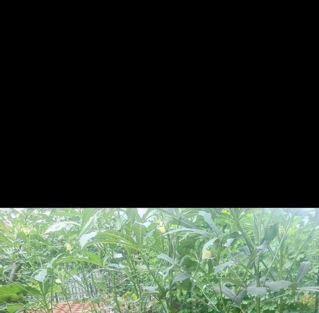 小猪草莓榴莲秋葵鸭脖