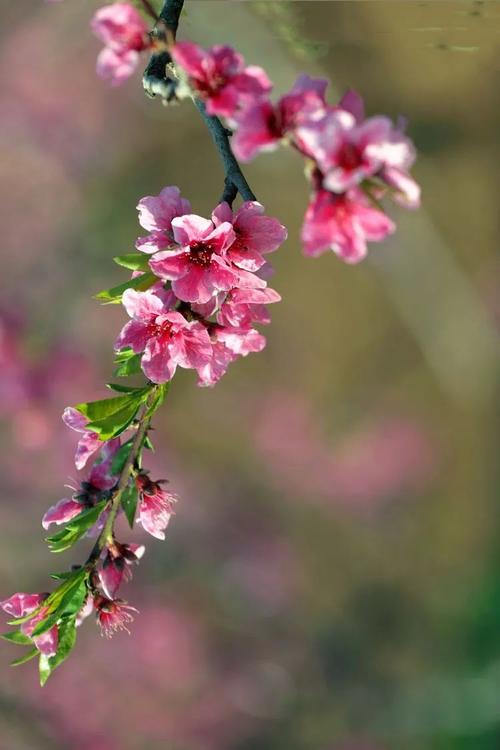 桃花社区高清版