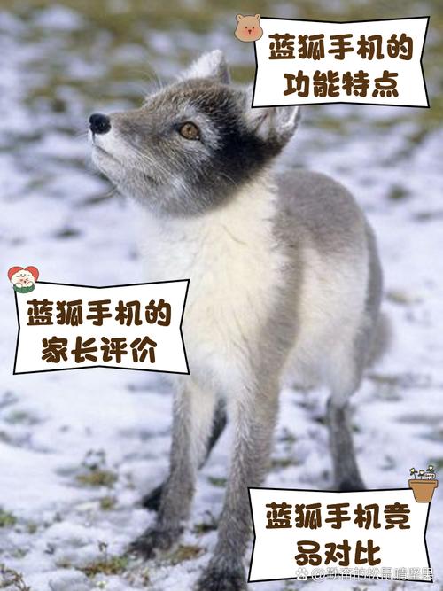 蓝狐影视手机版