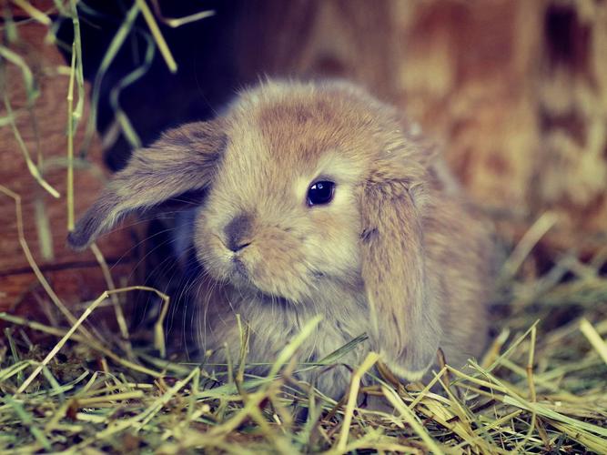 中国毛茸茸高清HD