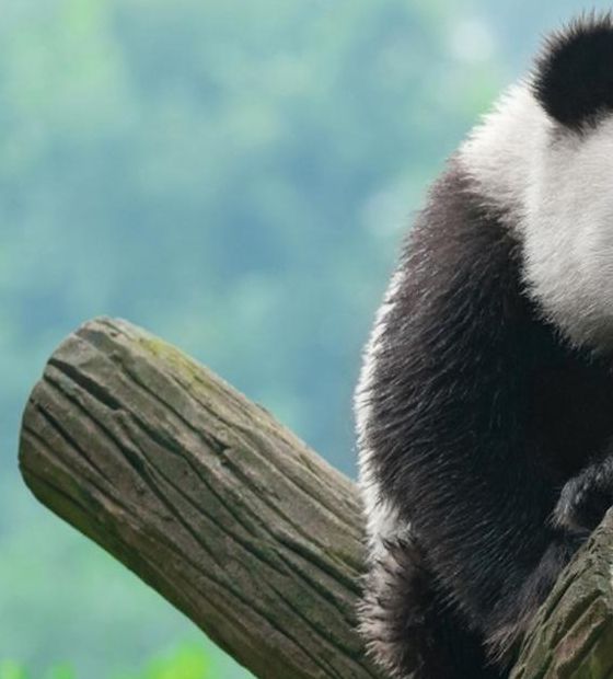 中国毛茸茸高清HD