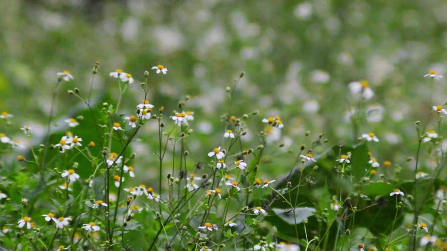 野花视频1.0.6安卓版