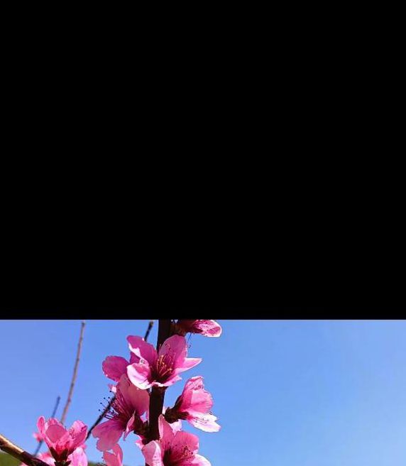 桃花视频资源在线观看