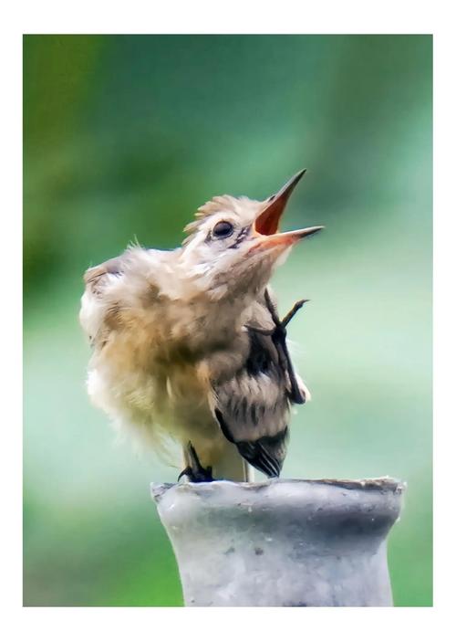 雏鸟短视频最新版