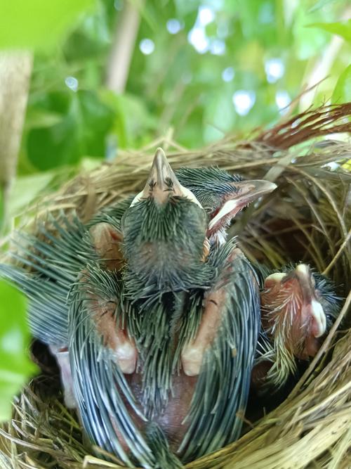雏鸟短视频最新版