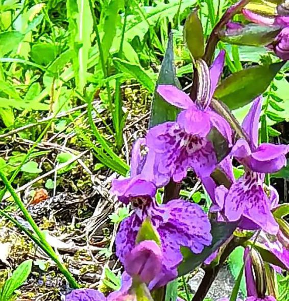 野花视频中文安卓版