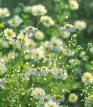 野花视频中文安卓版