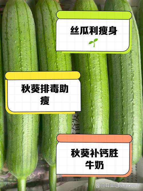 秋葵榴莲丝瓜向日葵绿巨人无限看