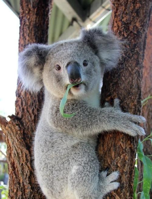 袋熊视频最新版本1.6.5