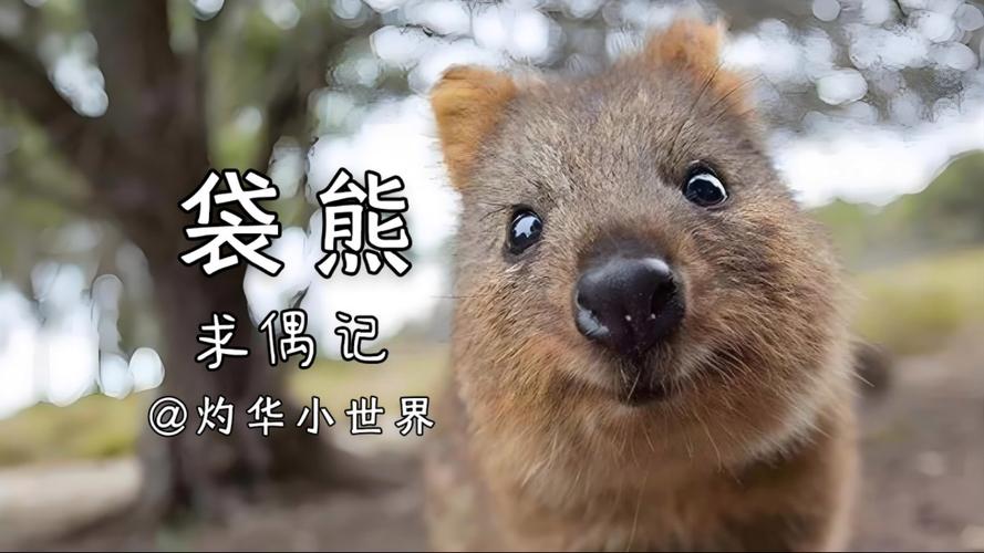 袋熊视频最新版本1.6.5