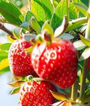 草莓深夜释放自己