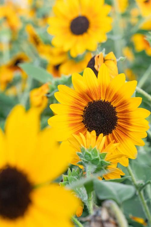 丝瓜视频草莓视频向日葵鸭脖