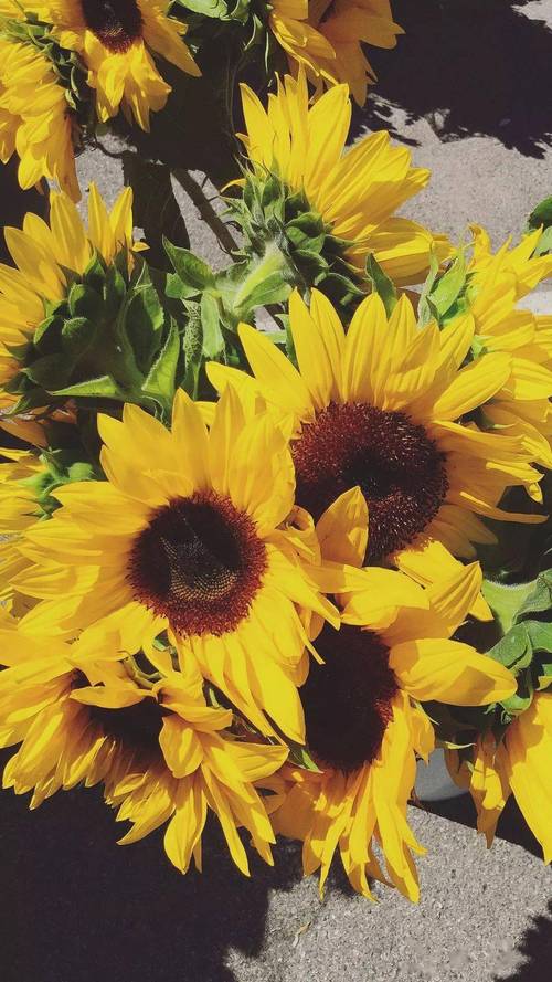 丝瓜视频草莓视频向日葵鸭脖