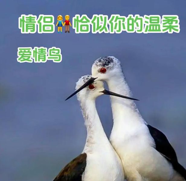 爱情鸟论坛安卓版