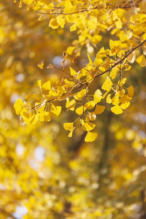 yxspxyz银杏视频ios