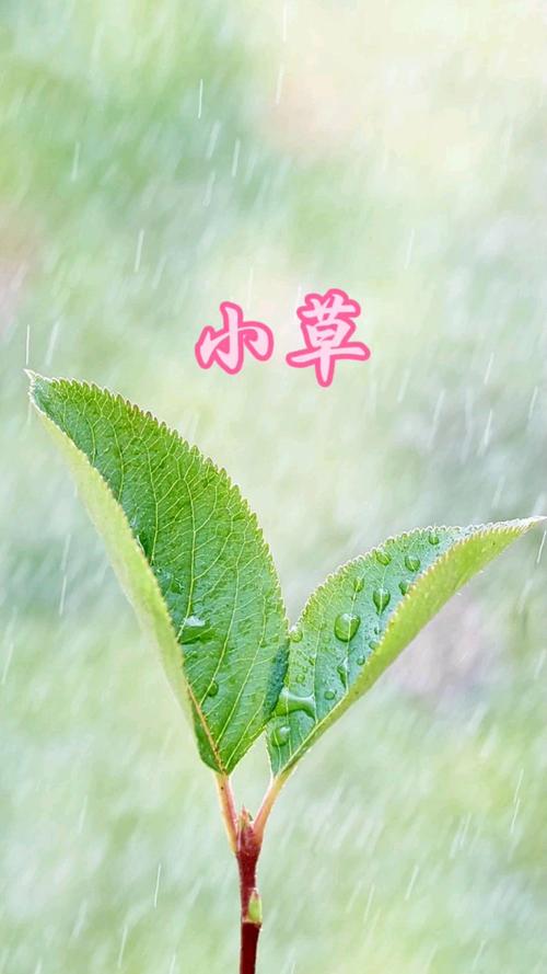 小草视频1.3.2安卓版