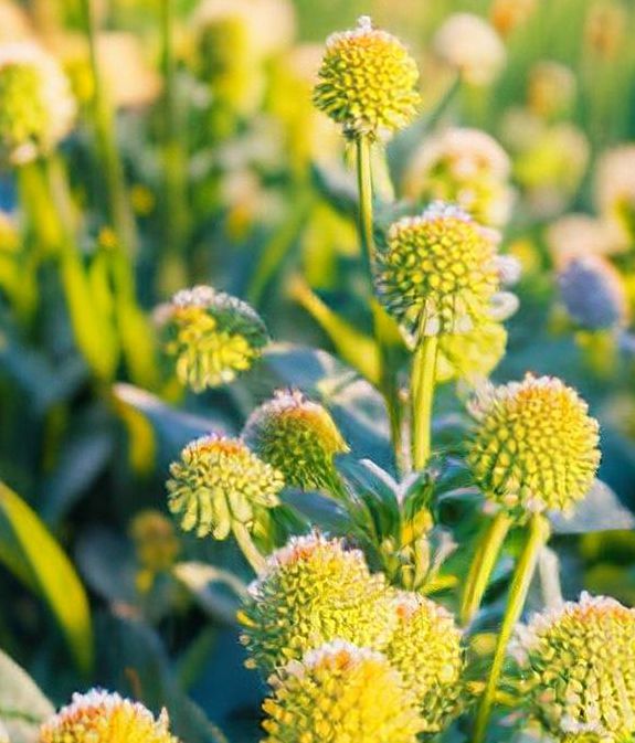 小草视频1.3.2安卓版