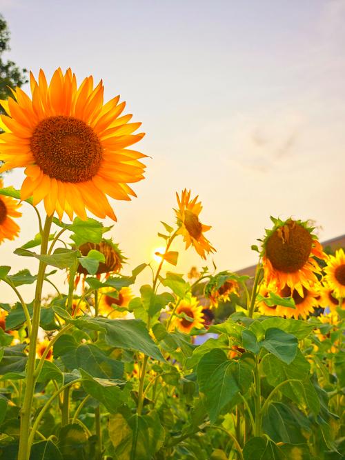 向日葵视频在线观看无限看