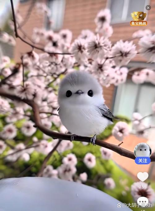 雏鸟短视频无限看