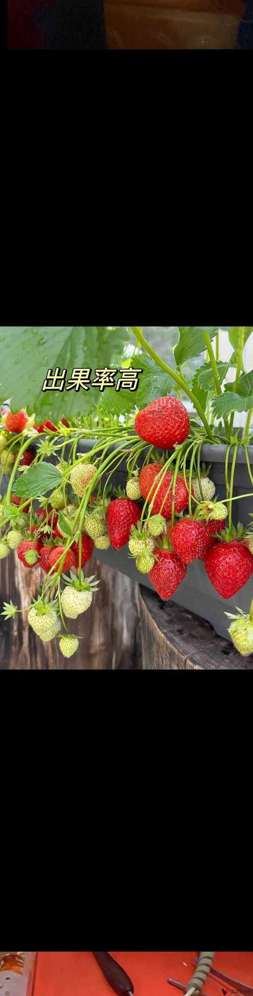 草莓深夜释放自己