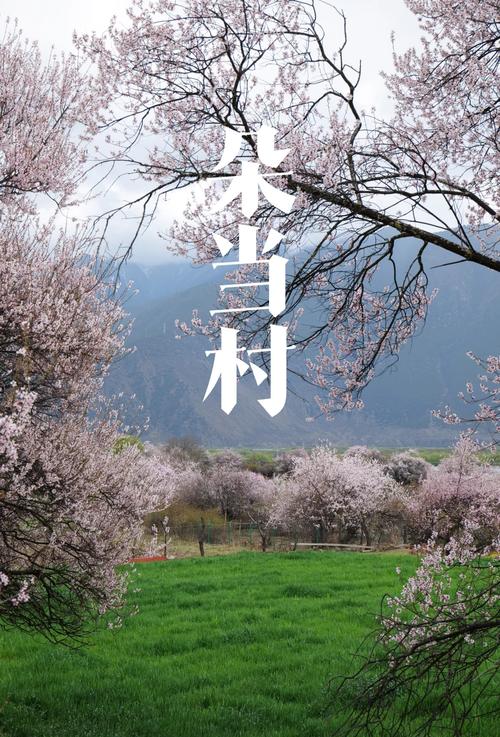 桃花社区在线观看免费观看