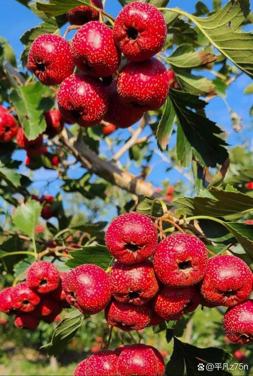 山楂视频在线播放