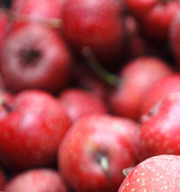 山楂视频在线播放