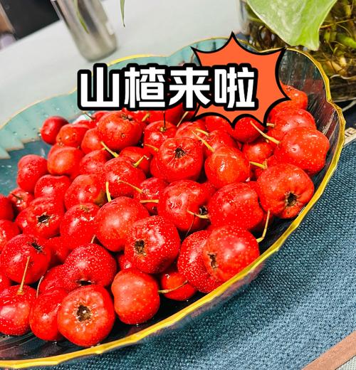 山楂视频在线播放