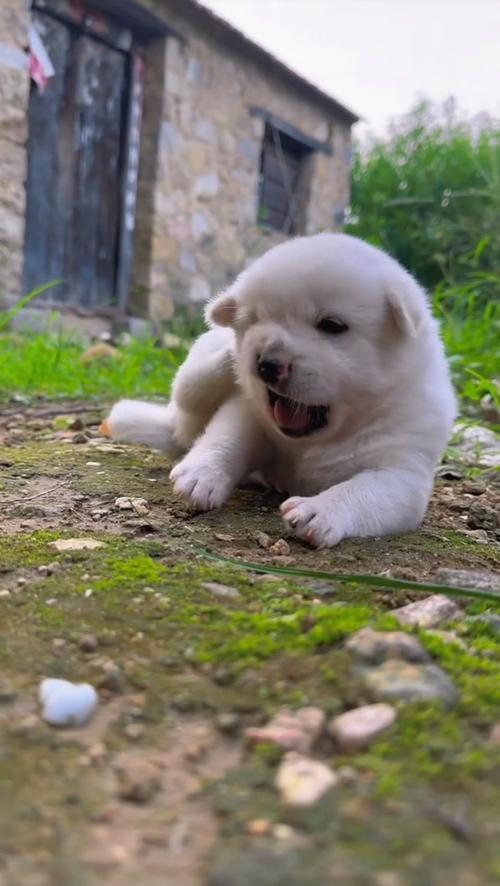 小奶狗抖音成年小奶狗视频