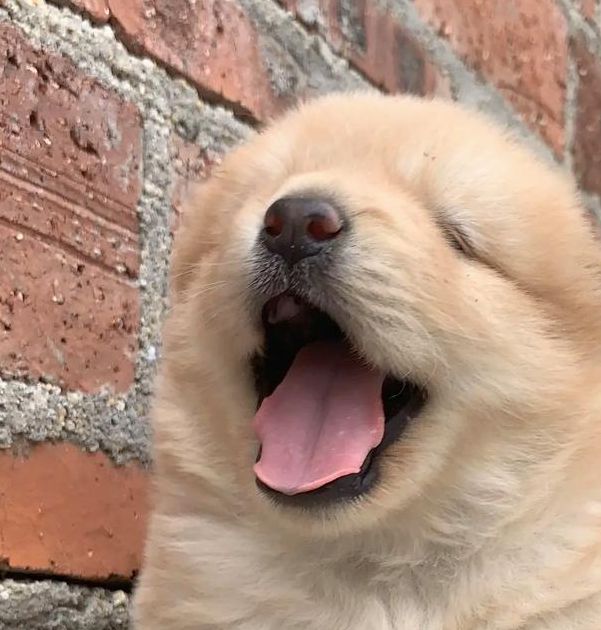 小奶狗抖音成年小奶狗视频