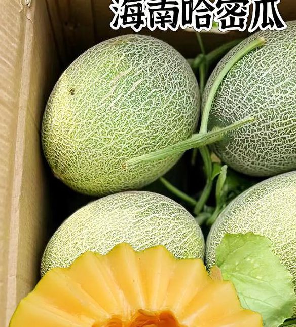 哈密瓜视频app懂你更多