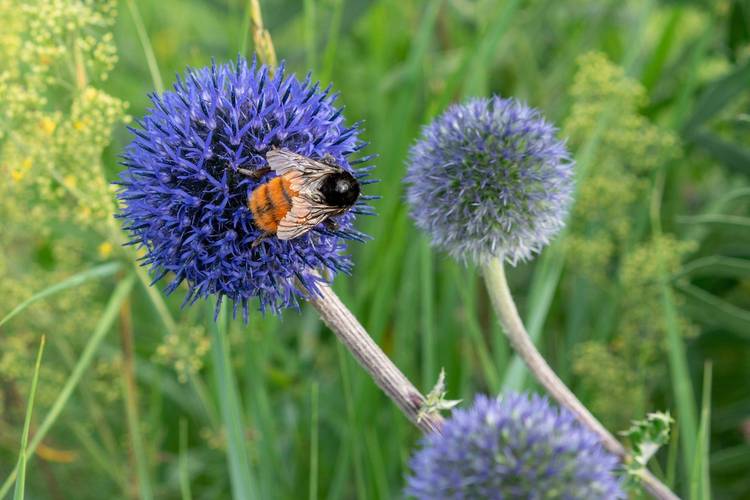 野花社区观看免费视频