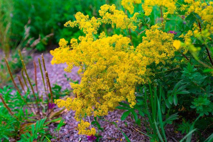 野花社区观看免费视频