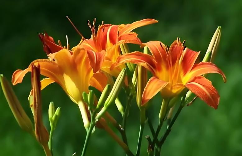 忘忧草网站访问2021永久入口