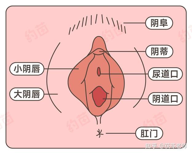女子的阴阳口的样子