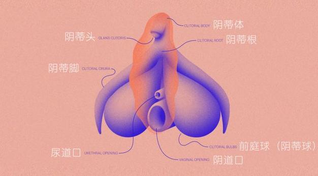 女子的阴阳口的样子