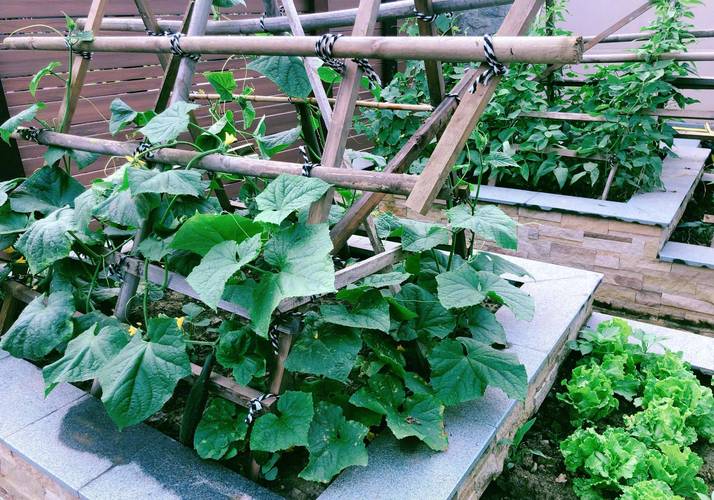 污秋葵草莓黄瓜荔枝丝瓜色多多