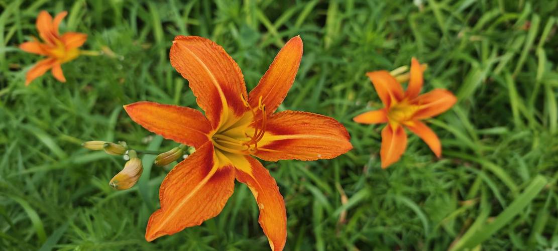 忘忧草app软件免费ios汅:最好用的苹果手机端免费视频播放器