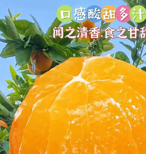 橙子视频1.5.0安卓版