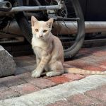 色猫咪在线观看免费高清