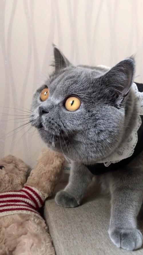 色猫咪在线观看免费高清