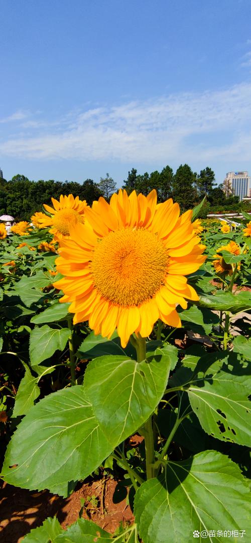 向日葵app下载汅api免费秋葵ios