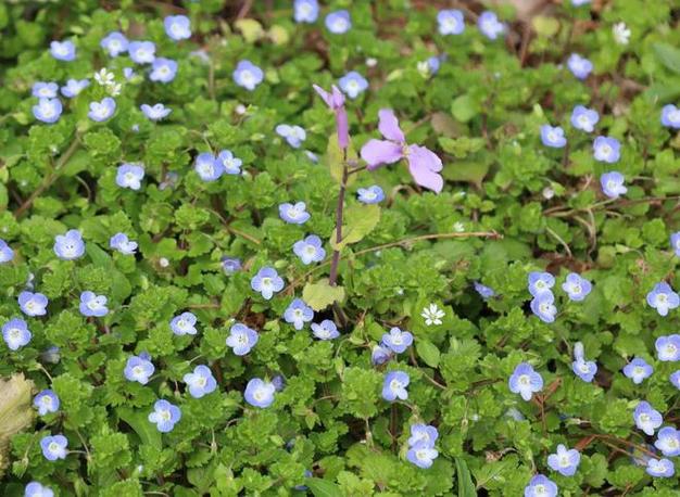 野花在线观看免费视频