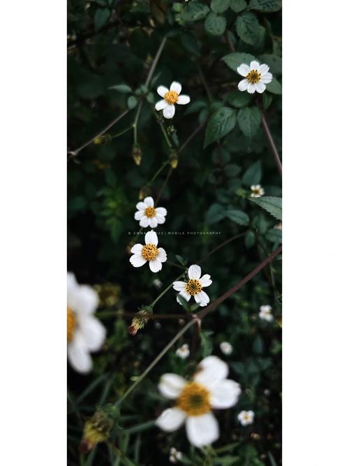 野花社区视频手机版