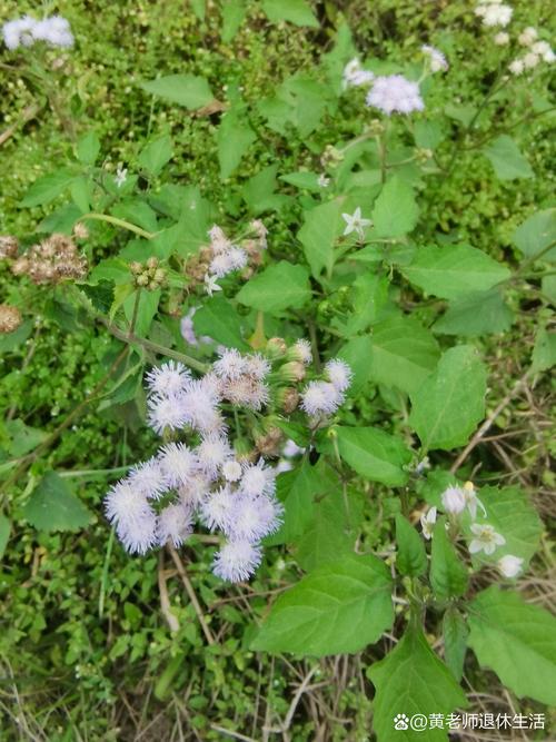 野花社区视频手机版
