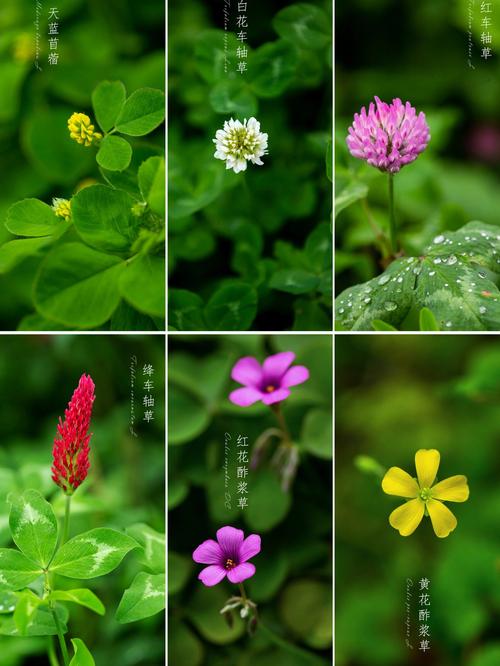 野花社区视频手机版