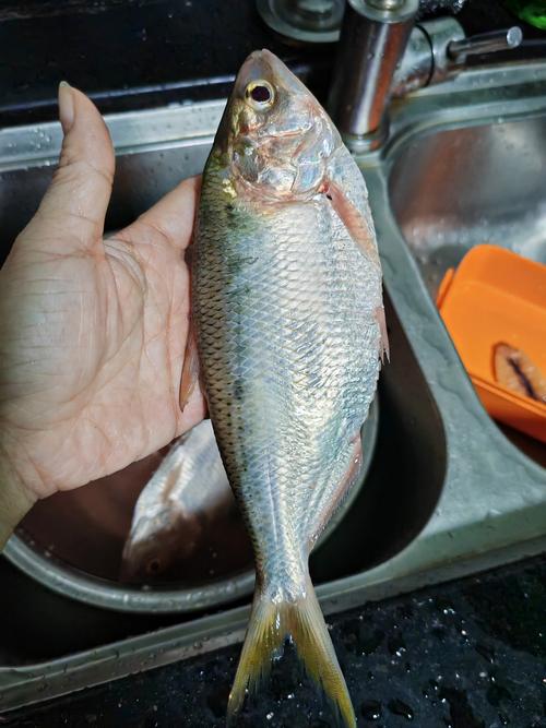 黄鱼视频最新版