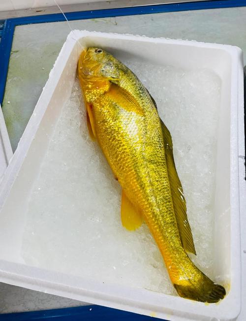 黄鱼视频最新版